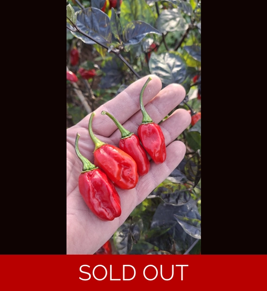 NEYDE RED SAVINA (F5)->(f6) (10+seeds)